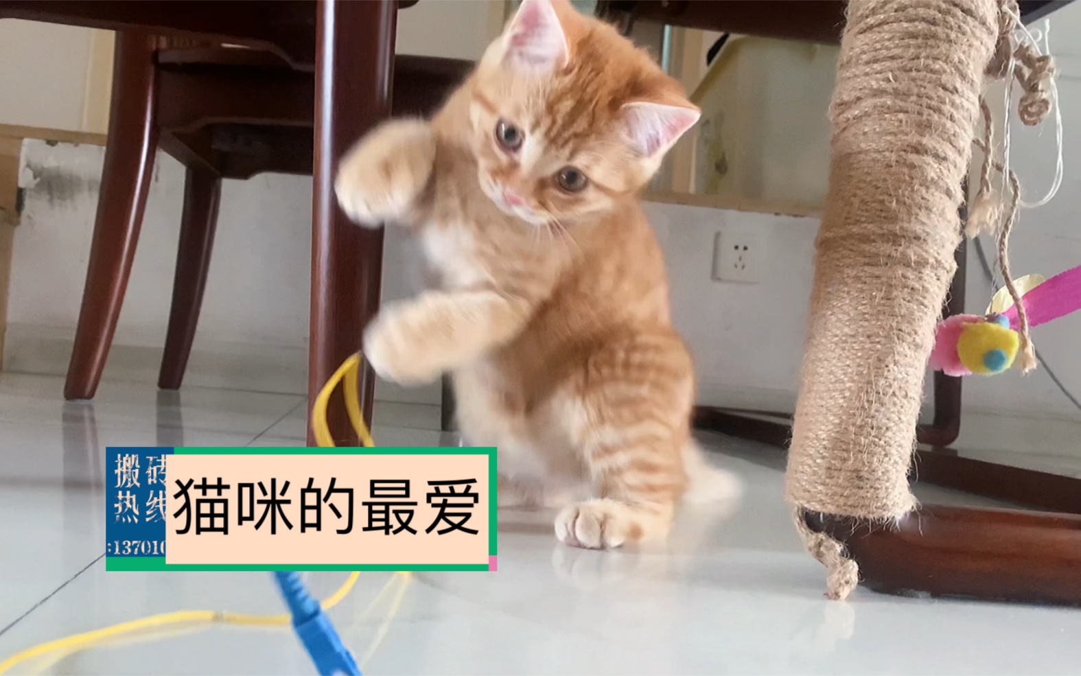 再也不用买猫玩具了,猫咪最喜欢的玩具原来是它!哔哩哔哩bilibili