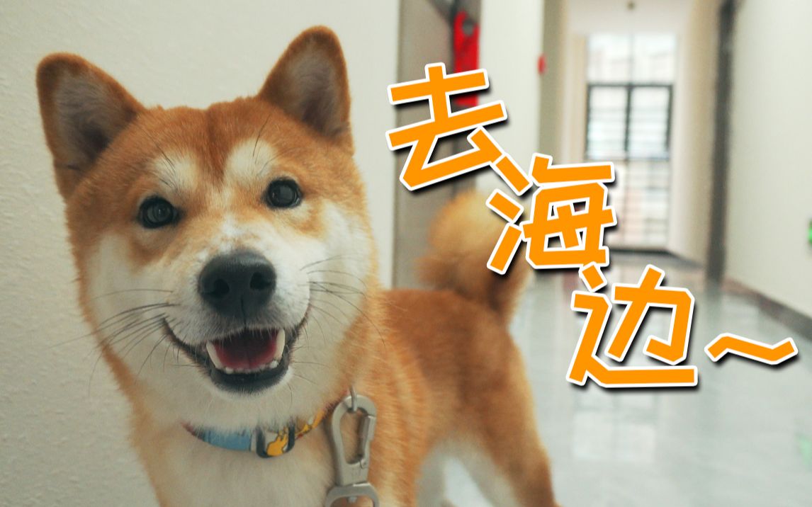 【柴犬】养柴人的周六日~(周六篇)哔哩哔哩bilibili