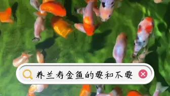 金鱼便秘了吗 哔哩哔哩 Bilibili