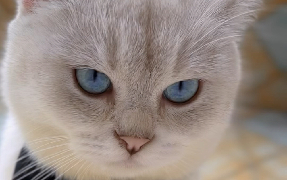 我的门当户对小猫