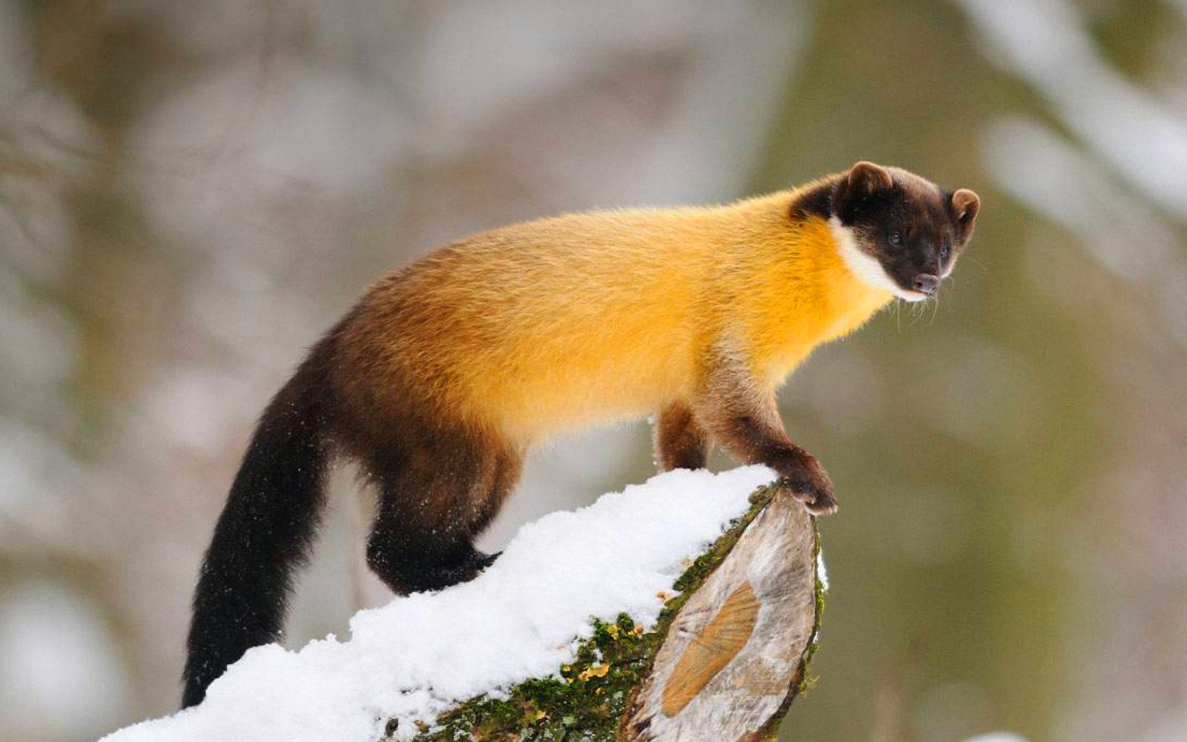 小型食肉动物界的扛把子黄喉貂连猴子野猫都在它的食谱里