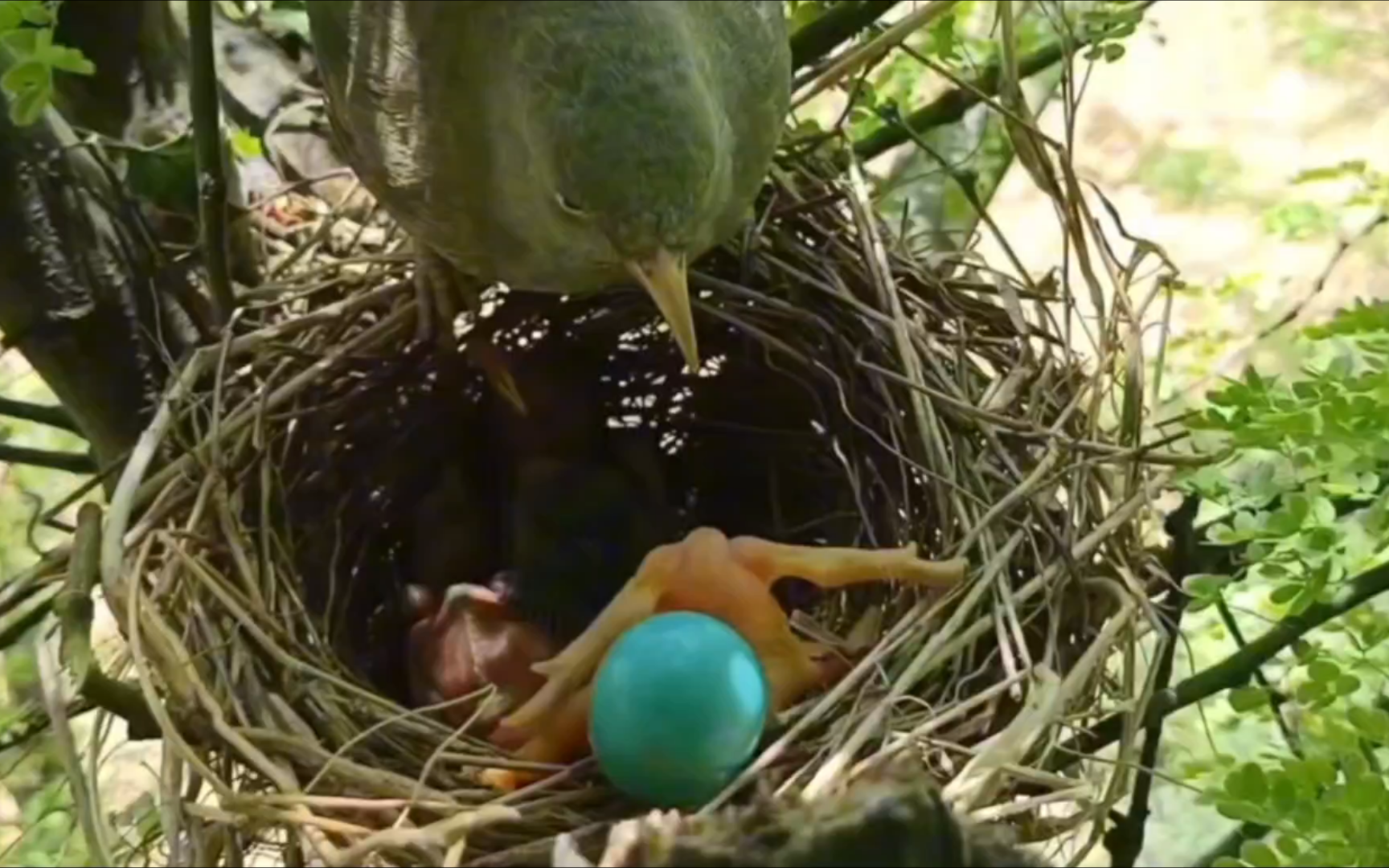 寄生的杜鹃幼鸟狠毒地将鸟蛋推下悬崖!鸟妈奇迹救回它