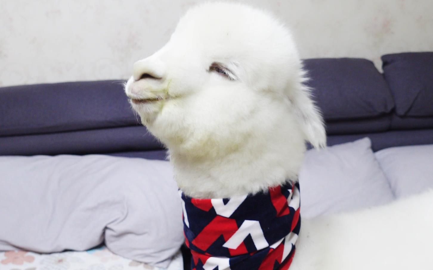 养羊驼和养狗有什么不同?养羊驼完全就是找虐!