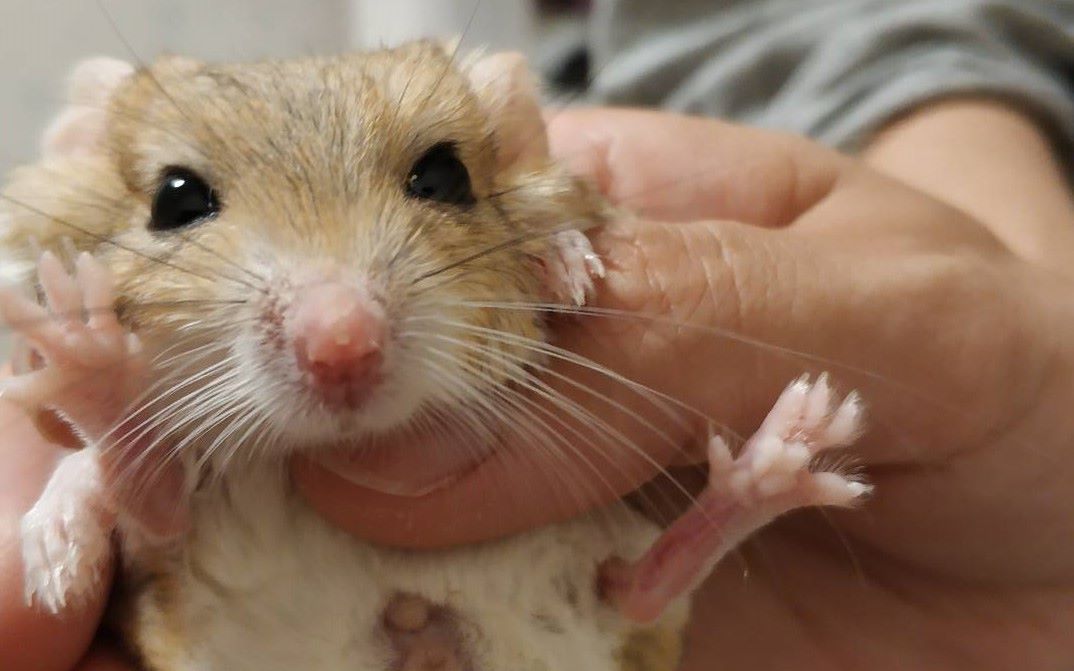 【通心粉鼠/北非肥尾沙鼠】小花生的成长经历