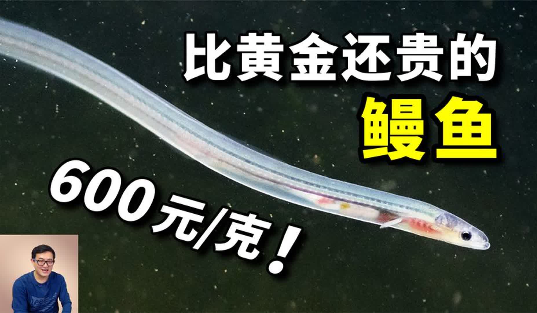 为什么鳗鱼苗比黄金还贵?看完它们传奇的一生,你就明白了哔哩哔哩bilibili