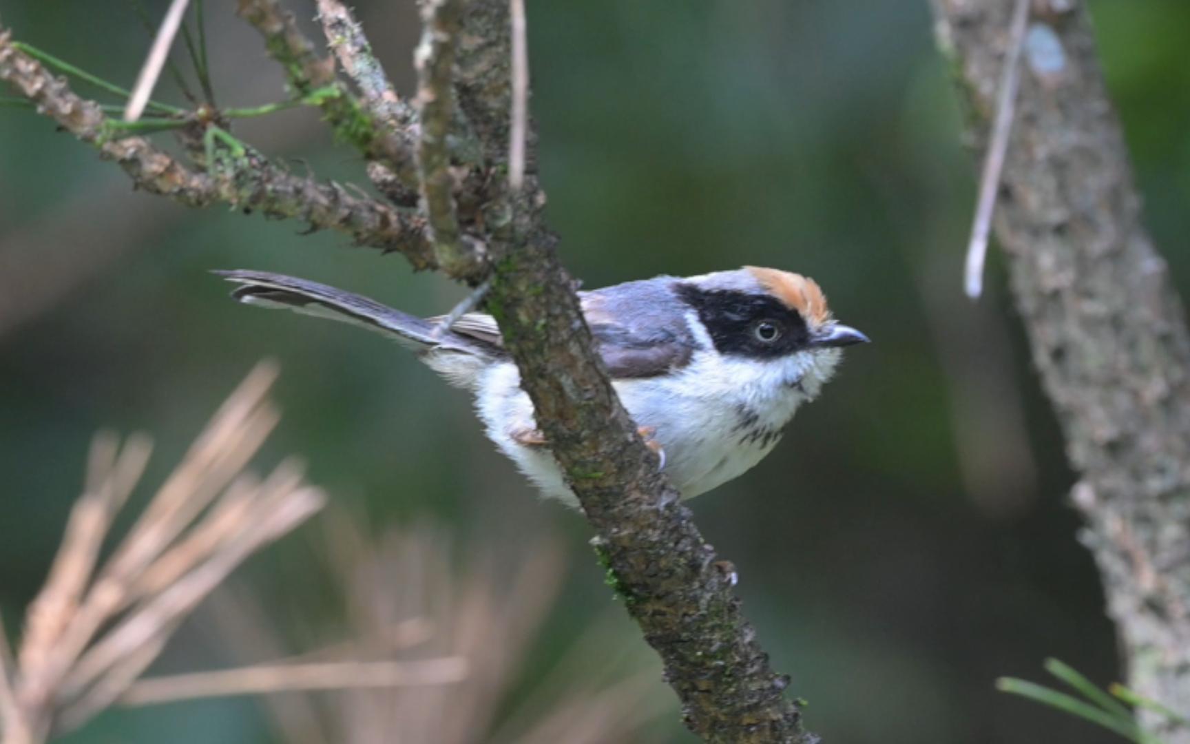 【观鸟日常】福建最佳鸟点——峨嵋峰