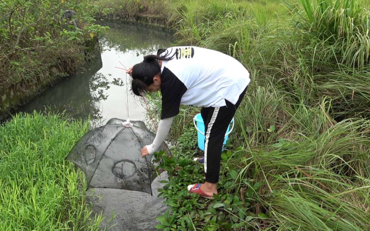 农村阿雪小沟渠收地笼,想不到野货种类真多,收获太让人高兴了