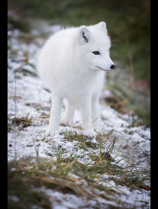 白狐【互赞互粉】