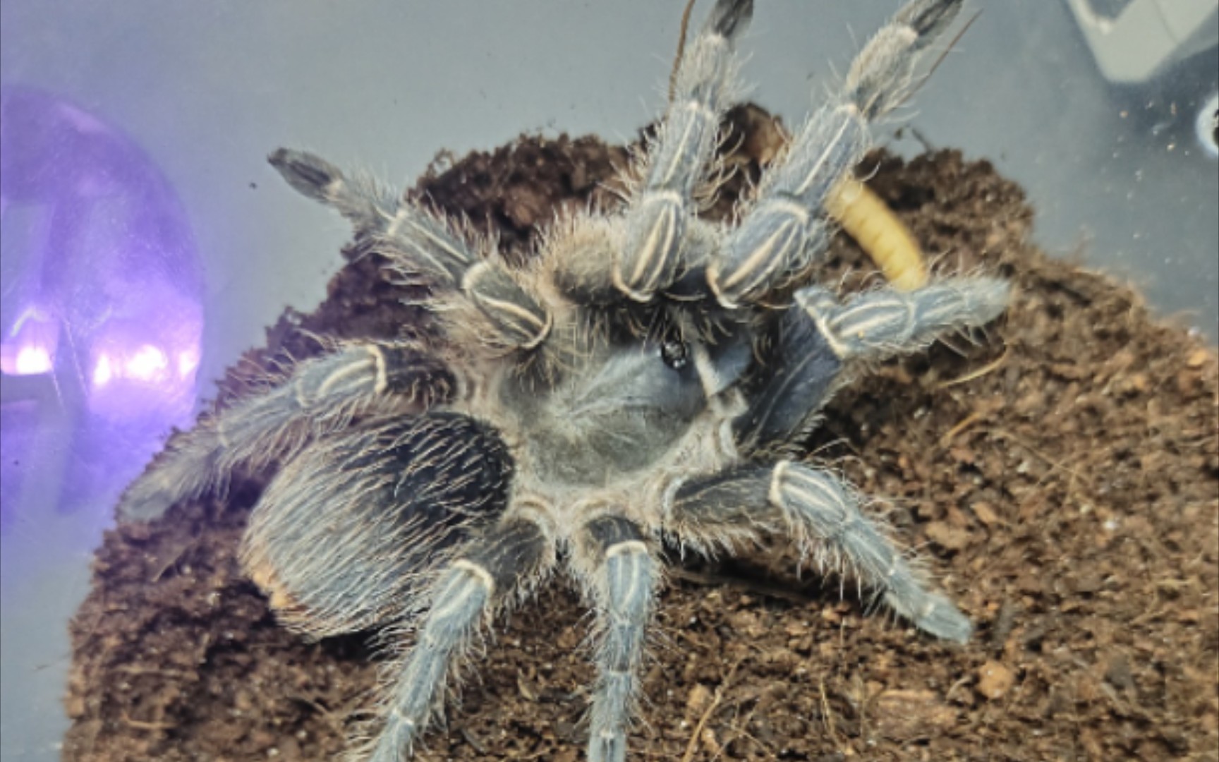 【蓝哥斑】一只可爱的小型"推土机"