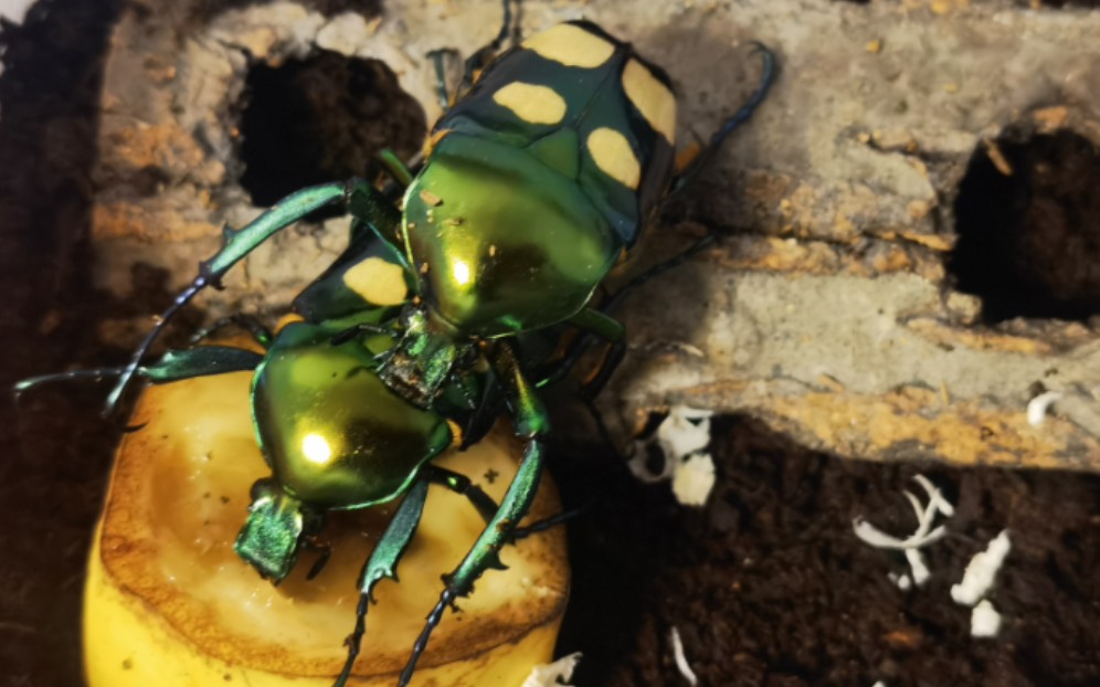 爆产的四点花金龟第二轮产房!