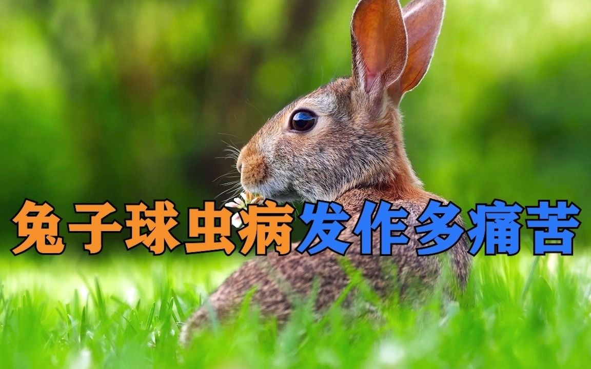 兔子球虫病发作多痛苦图片