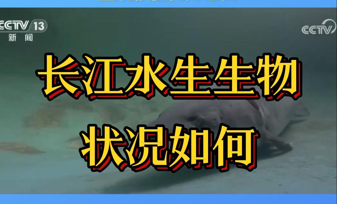 长江禁渔实施以来,长江水生生物资源总体呈现恢复向好态势哔哩哔哩bilibili