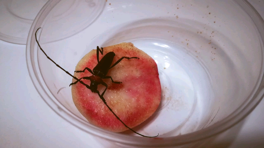 桃红颈天牛进食