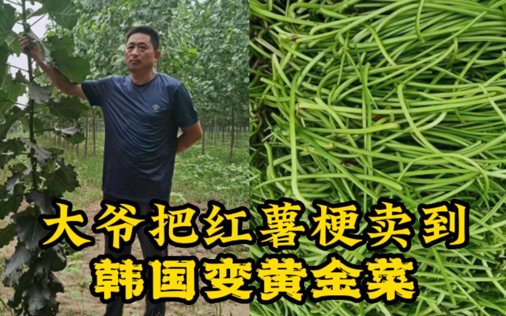 一亩地赚一万是哪个专家说的(哪个专家说一亩地能挣一万多块钱)