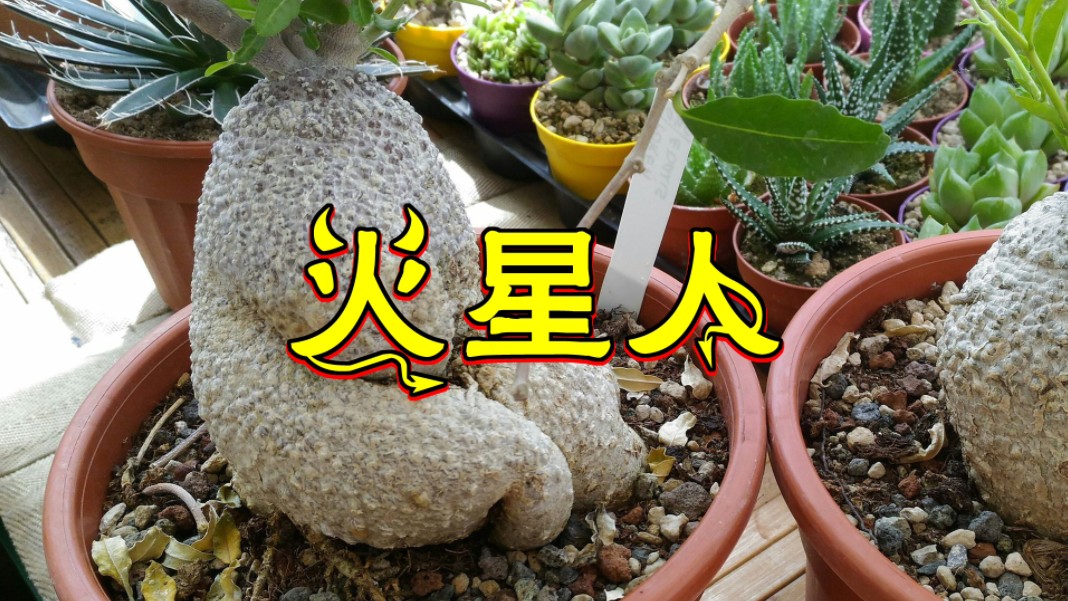 火星人块根植物的发展史与种植方法哔哩哔哩bilibili