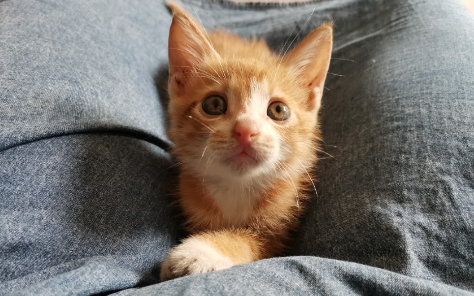 【橘猫】小橘子玩流苏