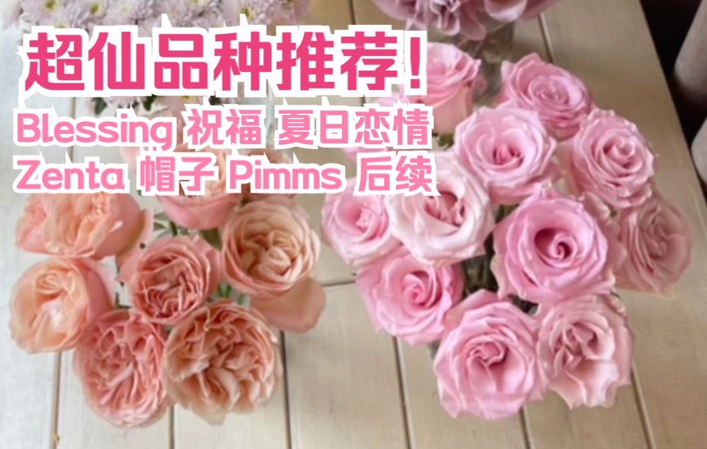 【源儿的花Vol.54】厄玫Blessing祝福超仙品种推荐!Zenta 帽子后续哔哩哔哩bilibili