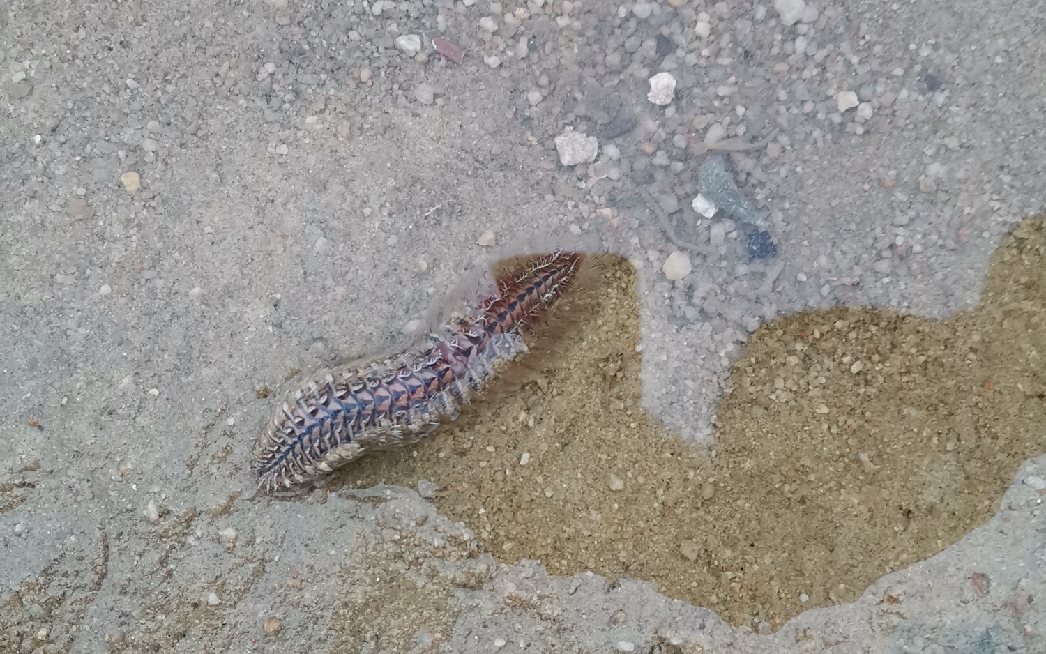 海虫子 有毒