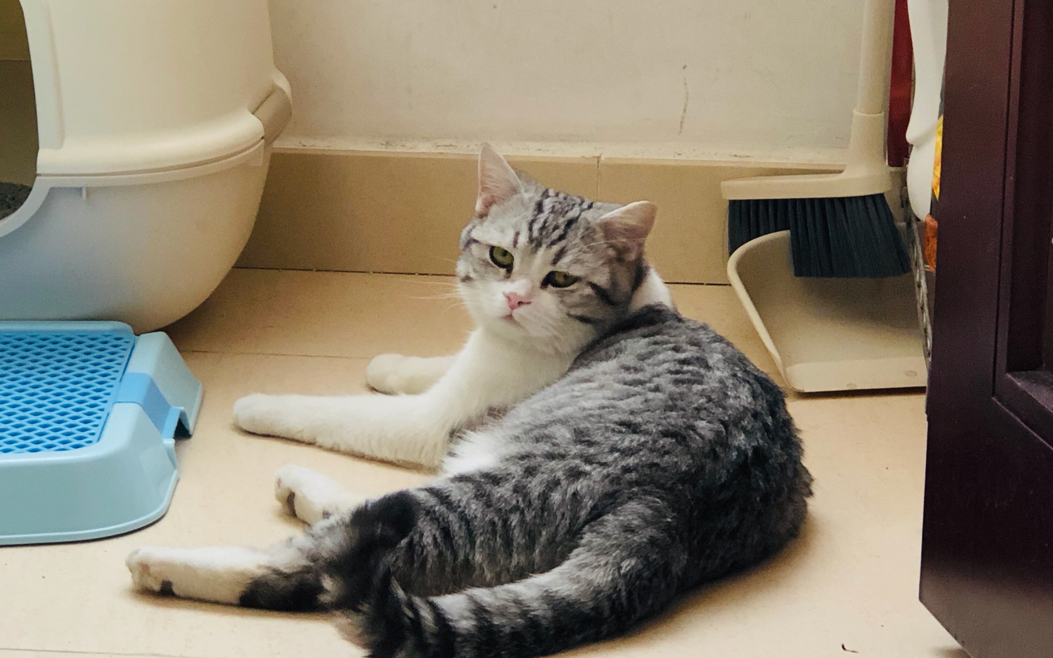 【喵星人】叨叨叨叨叨叨叨叨 前流浪猫"叨叨"的小日常