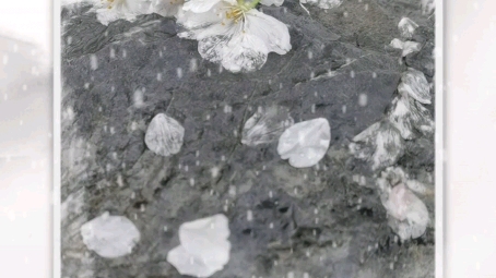 [图]雨中飘落的樱花瓣，像洒下的一地月光驻在我的心上