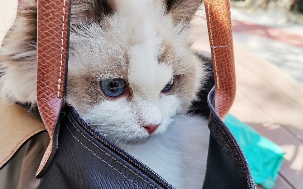 【布偶猫】猫被装进包包里!