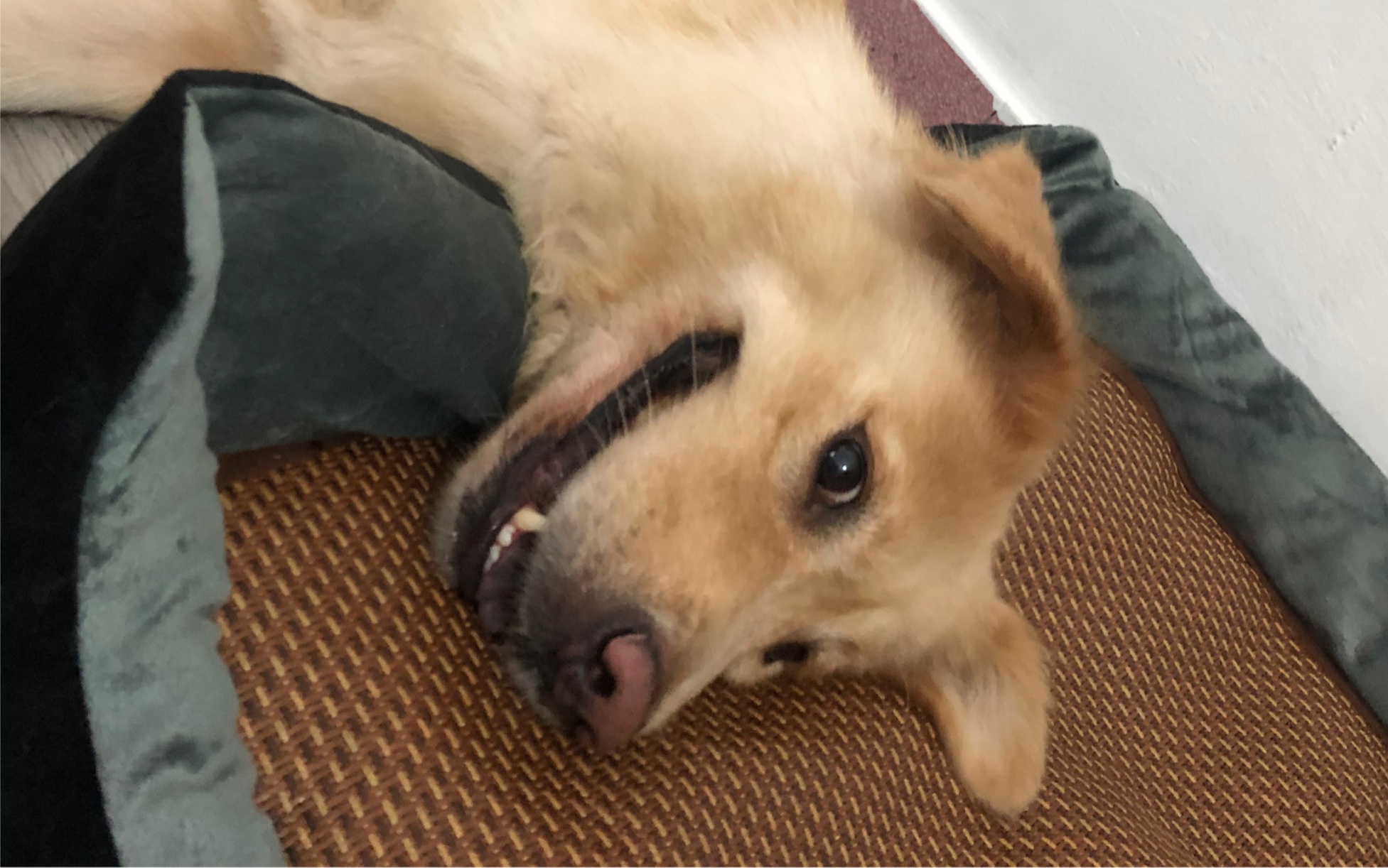 阿吉应该是全村耳朵最可爱的狗狗了吧!