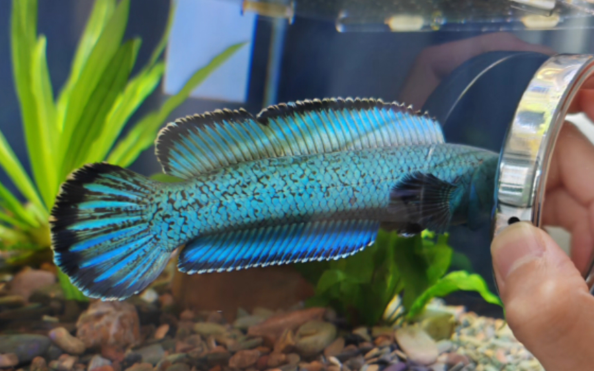 金尘雷龙迷死我