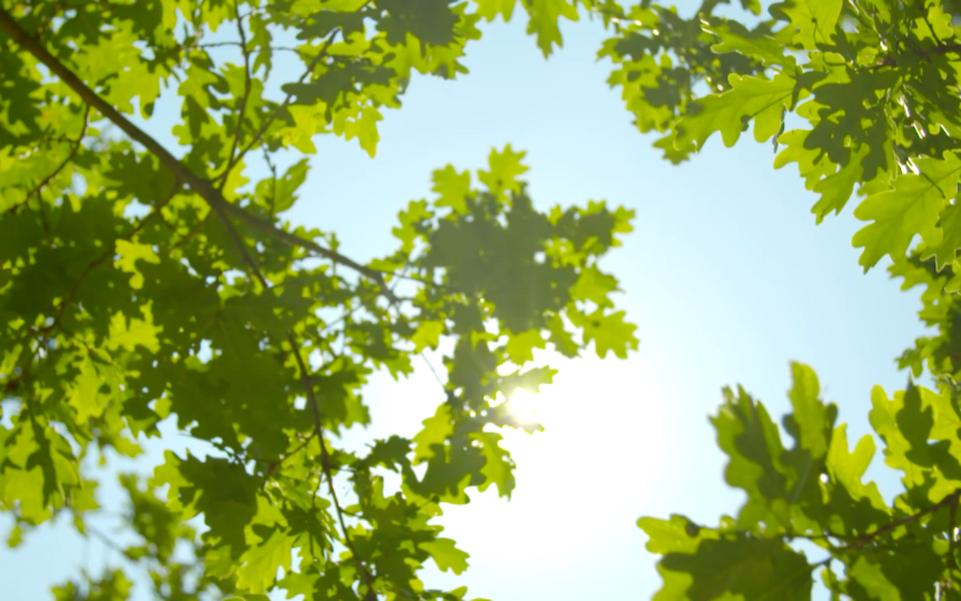 盛夏光年,阳光与树荫的诗篇