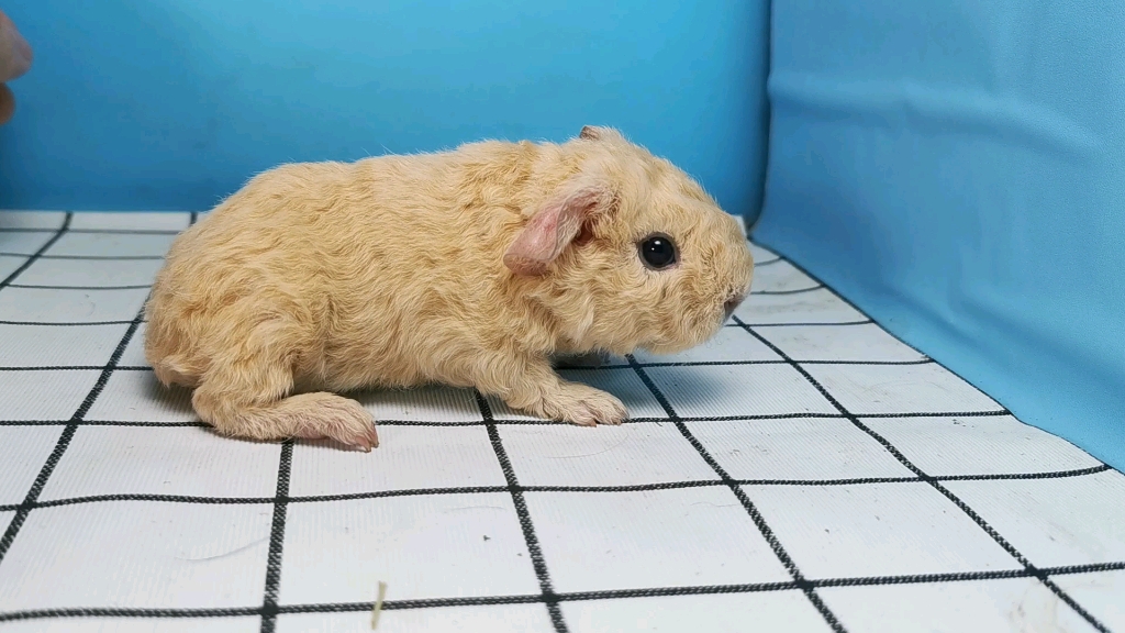 【荷兰猪】美式奶黄泰迪幼崽,叫声萌爆了