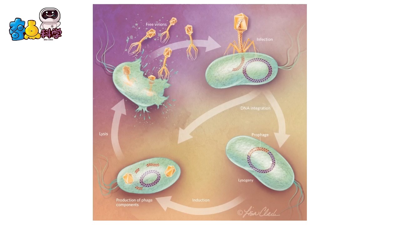 痢疾杆菌噬菌体图片