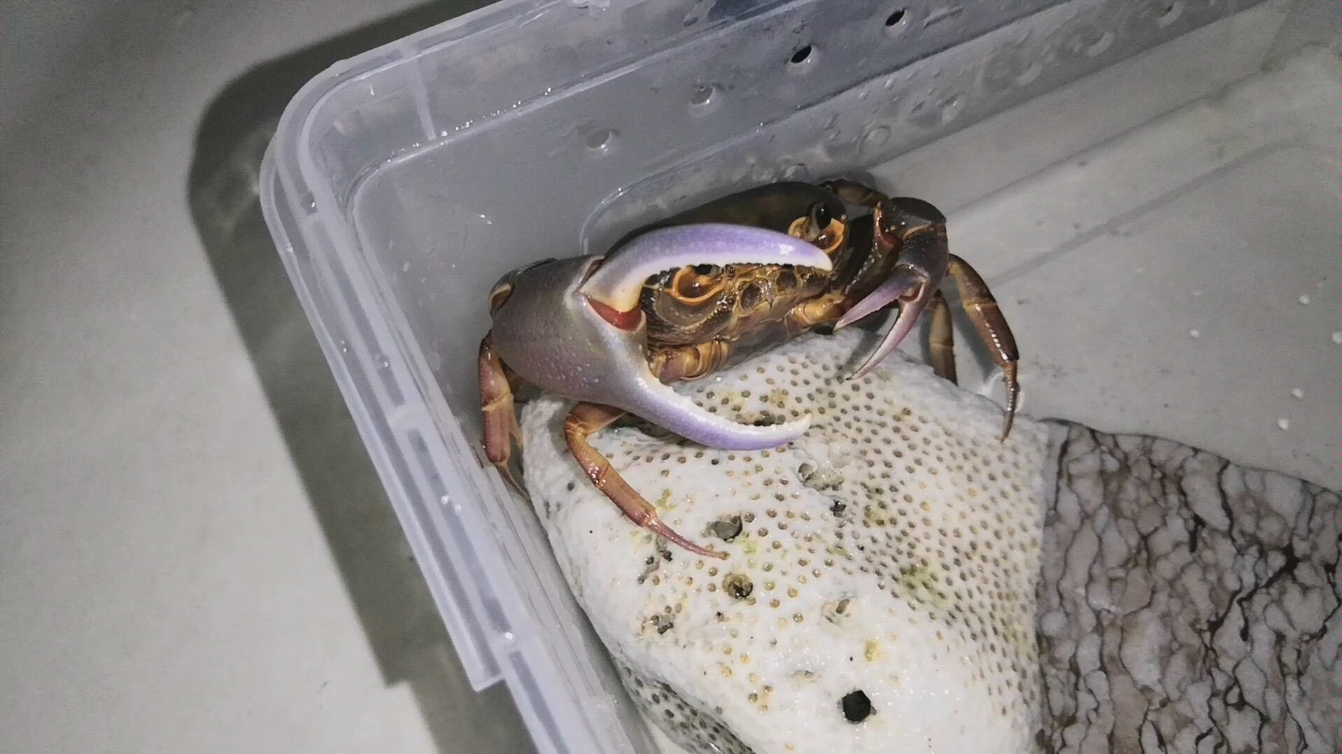 戴氏海南溪蟹恰花甲_哔哩哔哩_bilibili