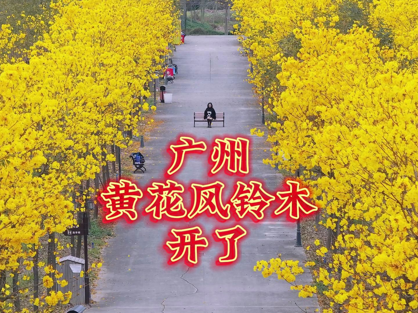 这里应该是今年全广州最美的黄花风铃木!哔哩哔哩bilibili