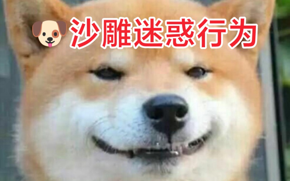 盘点狗狗沙雕迷惑行为大赏