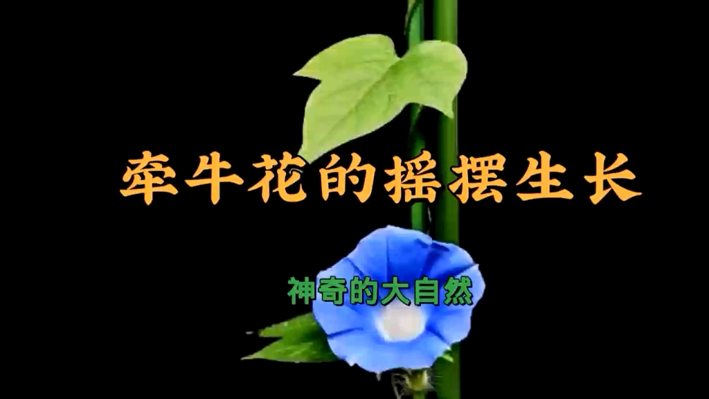 神奇的大自然,牵牛花的摇摆生长哔哩哔哩bilibili