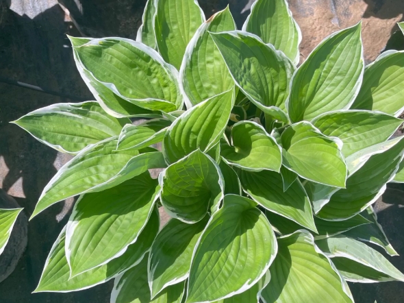 法兰西玉簪北京玉簪种植基地