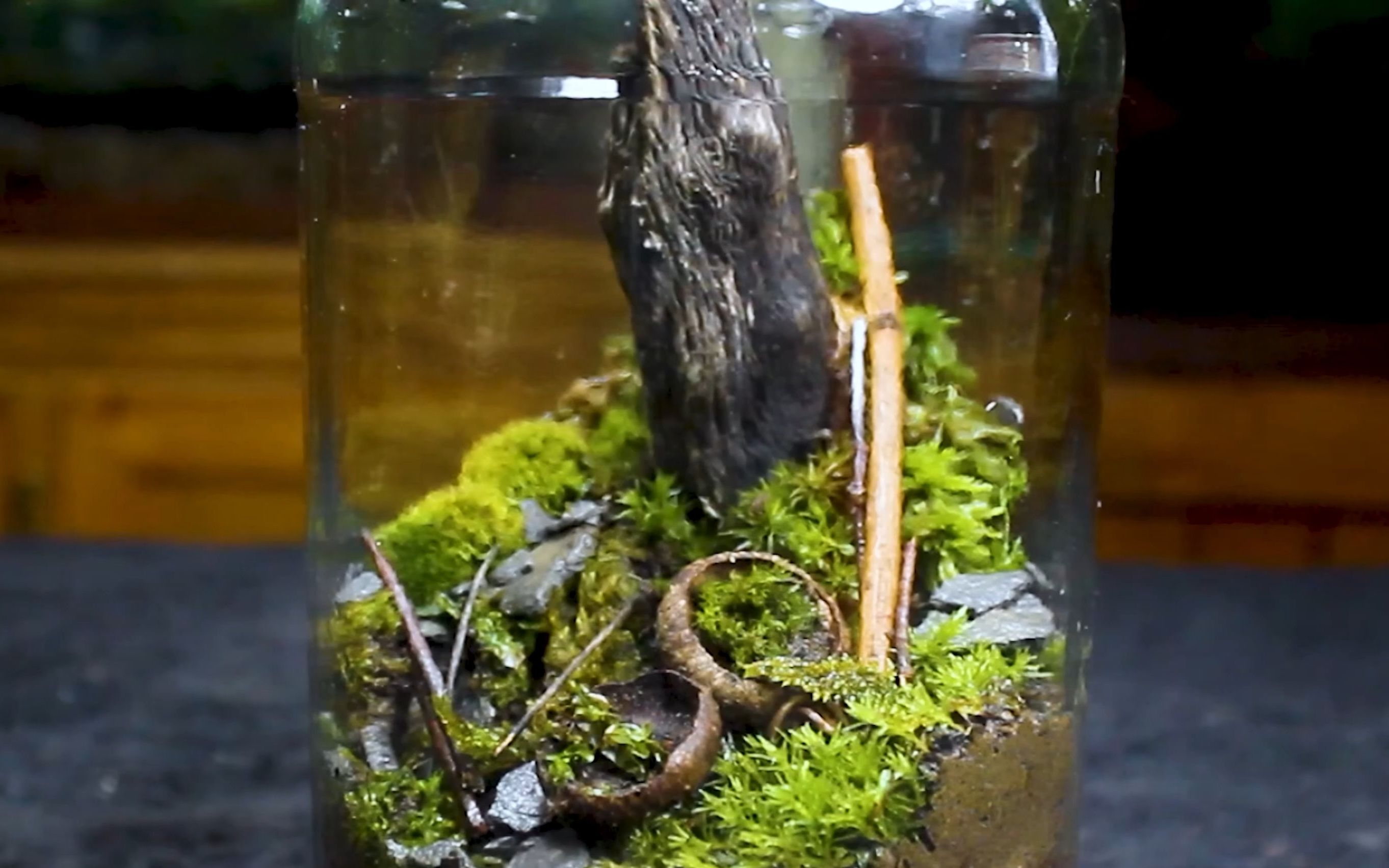 [图]生态罐子5年（1814天）的变化（中英字幕）I Made a Free Terrarium 1,814 Days Ago. How Is It