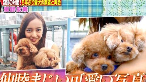 板野友美吧字幕 Tomochin的爱犬和胞兄奇迹再会 1609 7时来相见sp 哔哩哔哩