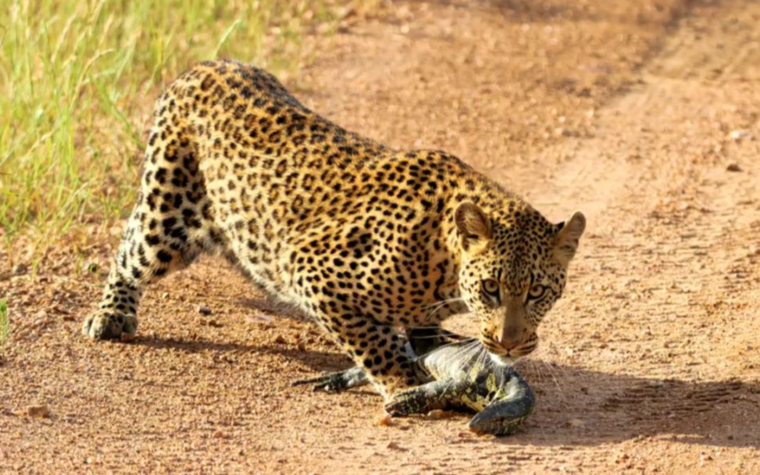豹子捕食蜥蜴,不料蜥蜴一个甩尾打到豹子脸上,下秒豹子发飙了!