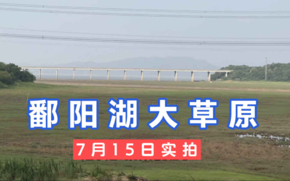 多点实拍江西鄱阳湖,水塘变大草原,觅食鸟儿都懵了哔哩哔哩bilibili