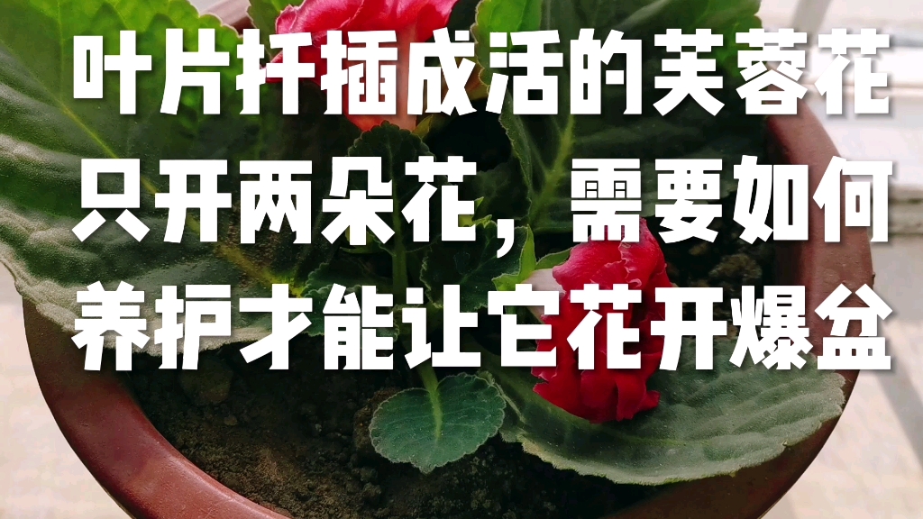 [图]叶片扦插的芙蓉花，只开两朵花，需要如何养护才能花开爆盆