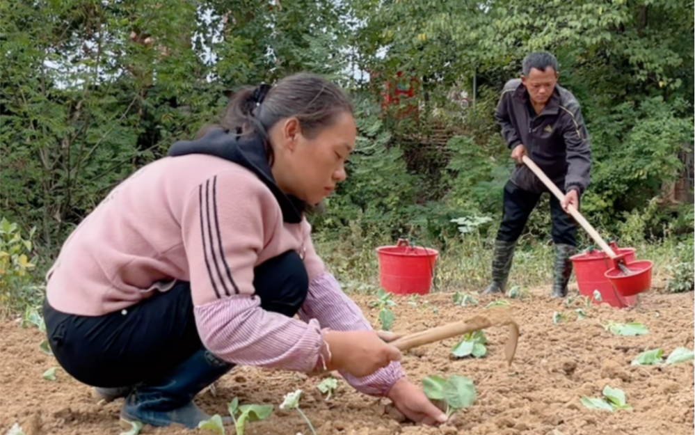 [图]现在正是种菜的好季节，多种一点，把想种的菜都种下去