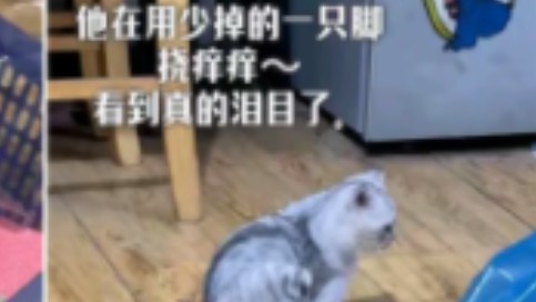 虐猫摆拍,断腿勒喉……13万点赞,纸张抖音稳定发挥哔哩哔哩bilibili