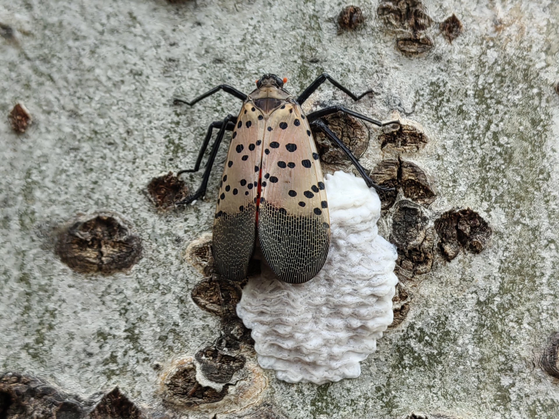 第一次看到蝉产卵