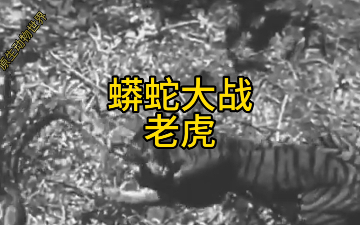 老虎大战蟒蛇,结局令人意外