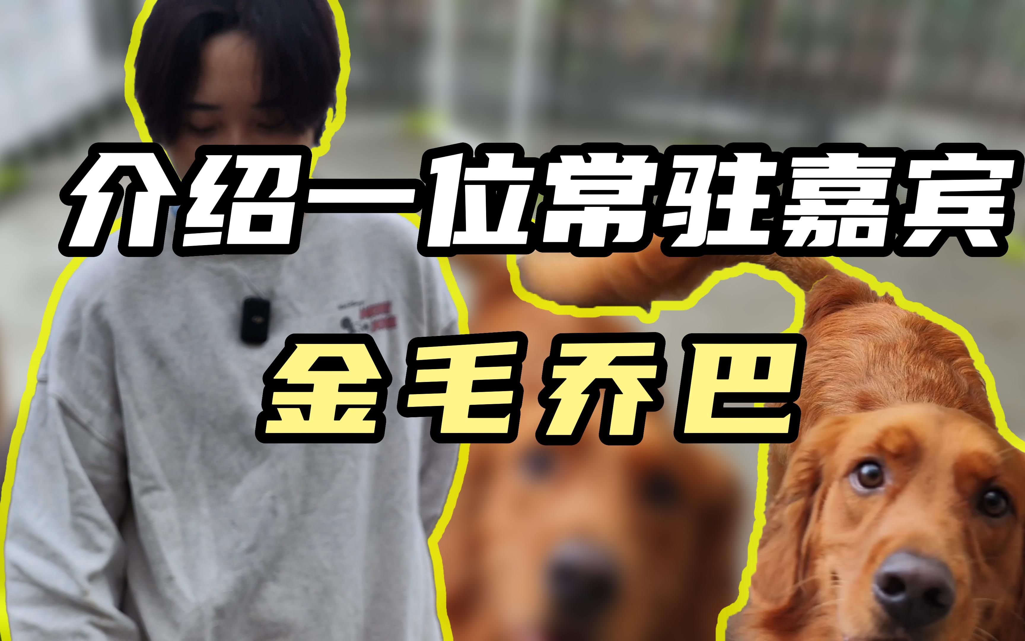 [图]遛狗匠的狗狗都是恶犬吗？肯定不是撒！来今天就给你们介绍一位我们这里的三好学生-乔巴