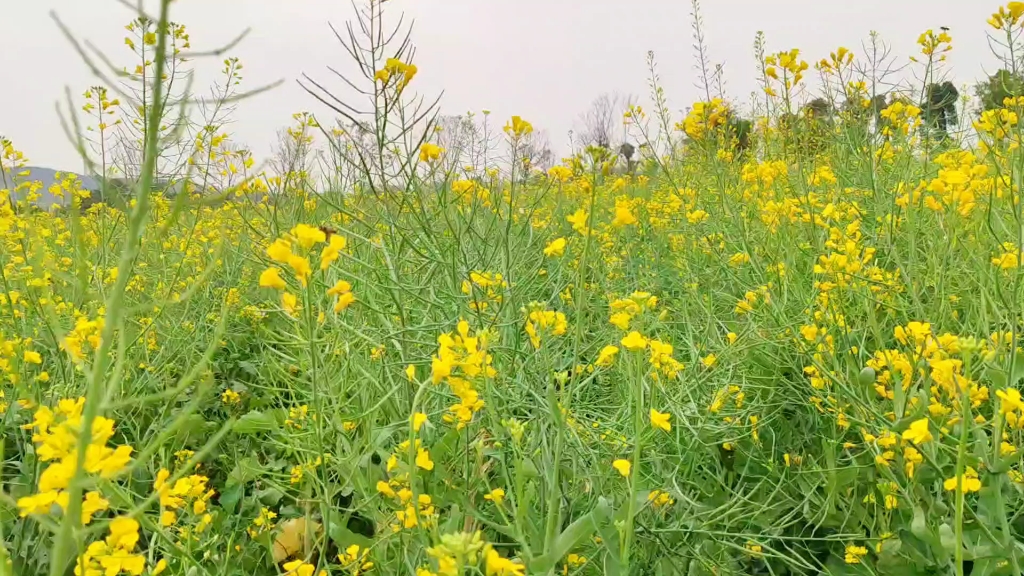 [图]油菜花春天里的气息