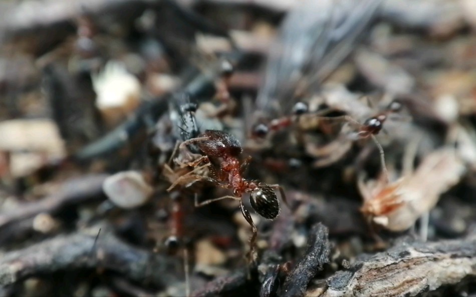 印度大头蚁pheidoleindica吃苍蝇尸体