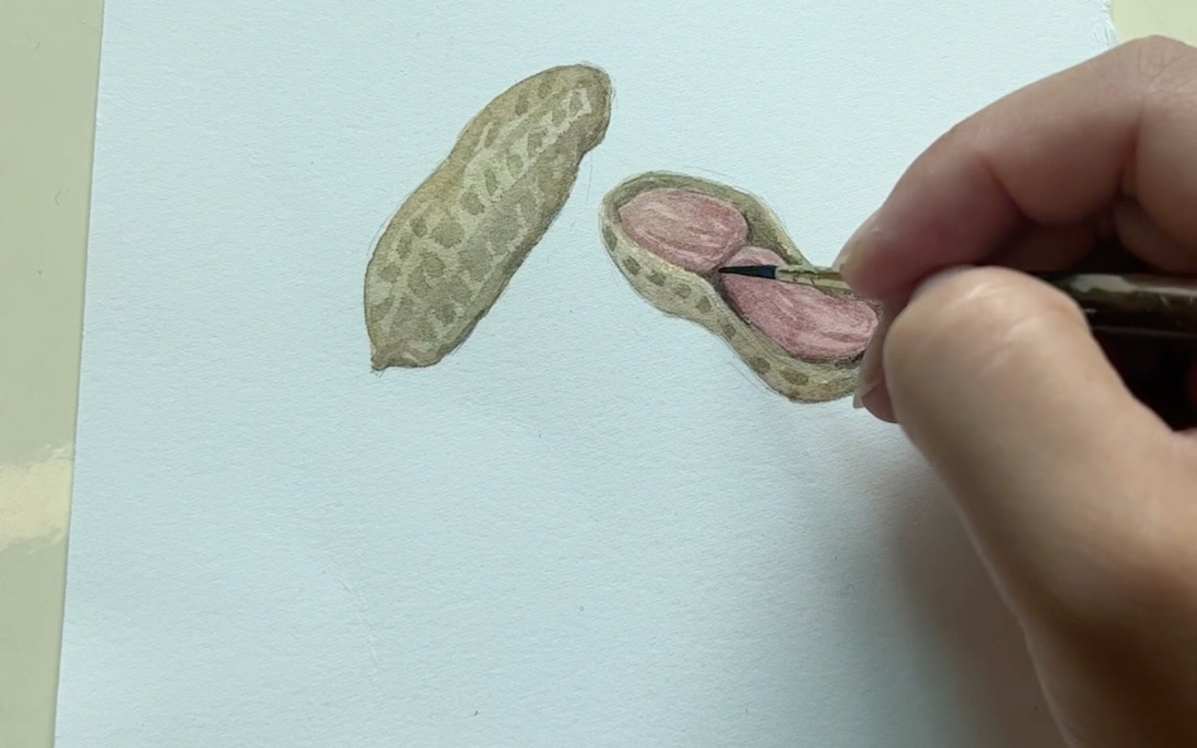 秋天真是一个丰收的季节,今天我们要画的是水彩花生06真是颗颗饱满