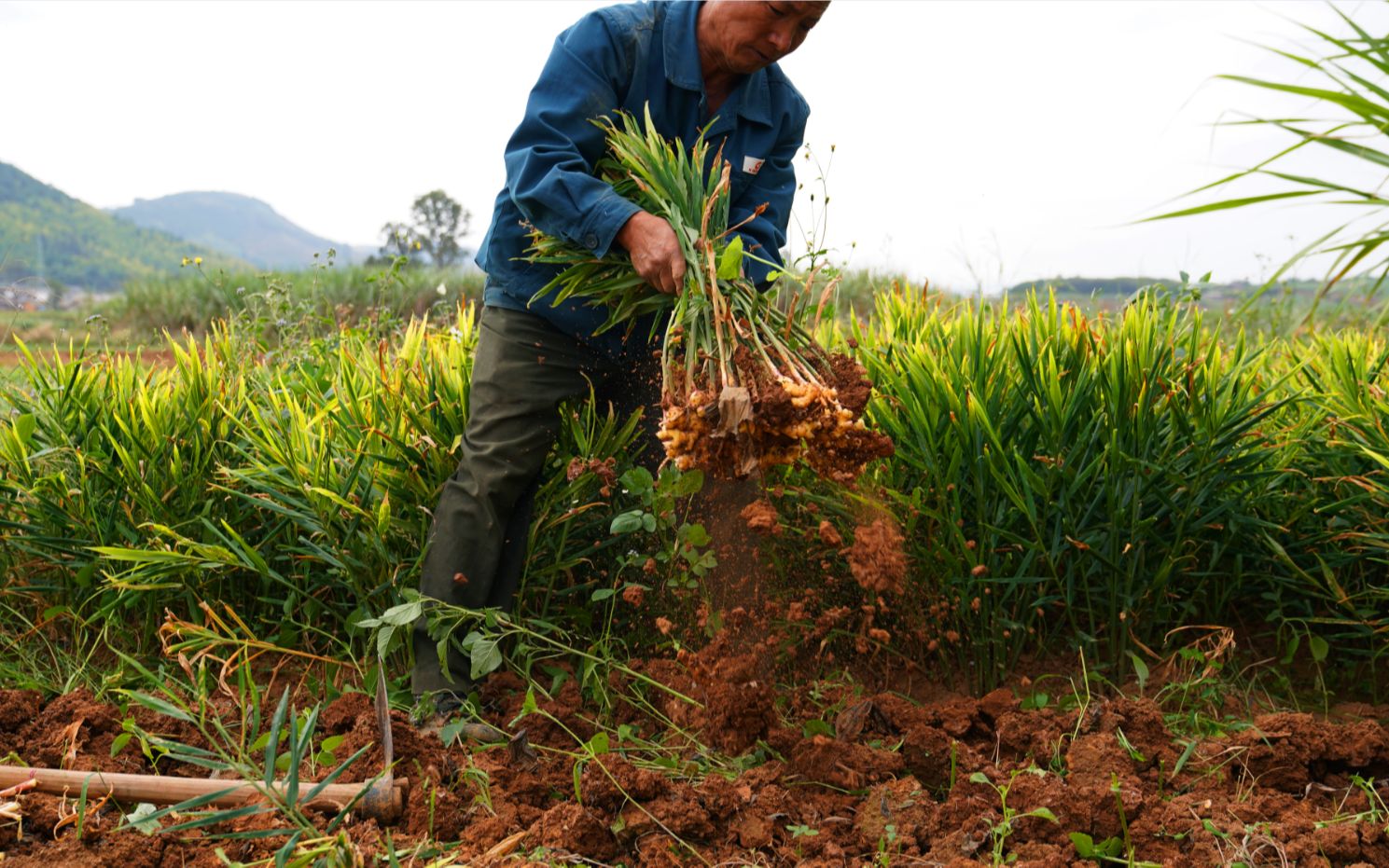滇物铭vlog-1 立冬之后 采挖云南小黄姜,暖冬暖身