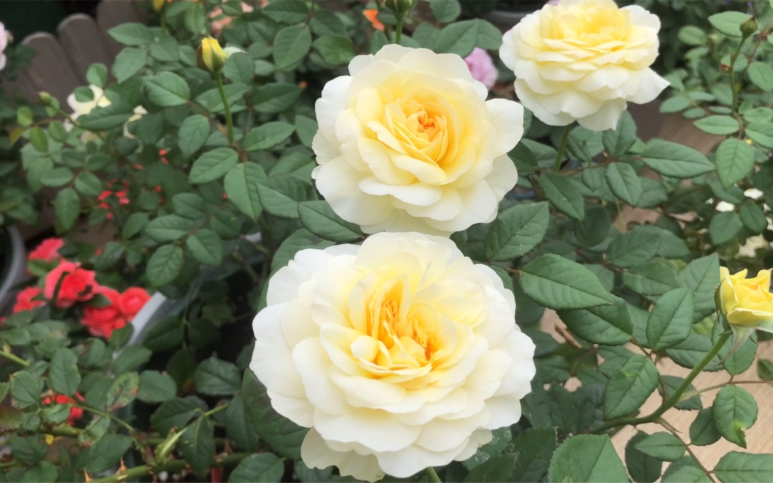 诗人的妻子月季